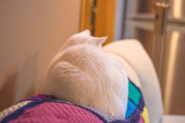 Evdeki kanepenin arkasındaki renkli bir battaniyeye uzanmış beyaz kedi manzarası.