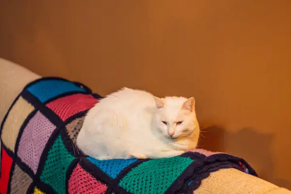 Chat Blanc Endormi Sur Une Couverture Colorée Sur Canapé Maison — Photo