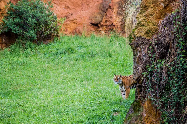 Tigrul Bengalez Își Face Apariția Spatele Unei Stânci Uriașe Într — Fotografie, imagine de stoc