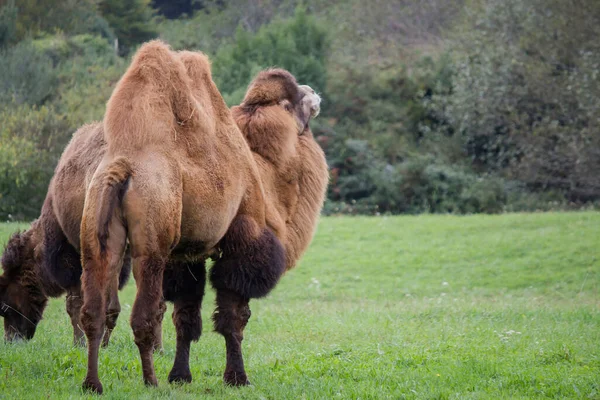Vista Trasera Del Camello Bactriano Aire Libre Pie Naturaleza Verde — Foto de Stock
