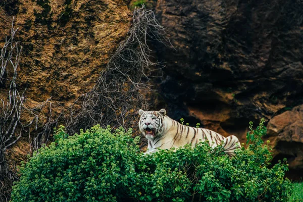 Weißer Tiger Mit Offenem Maul Auf Einem Gebüsch Liegend — Stockfoto