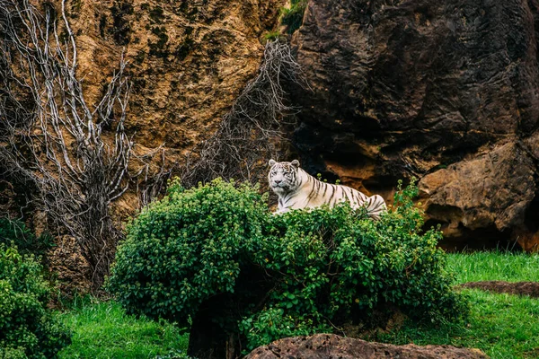 Tigre Blanc Couché Sur Buisson Des Roches Fond — Photo