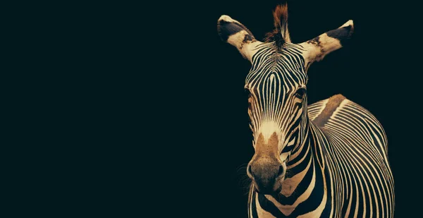 Zebra Equus Grevyi Portrét Izolovaný Černém Pozadí Kopírovat Prostor — Stock fotografie