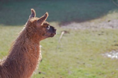 Uzun boynu ve sivri kulaklarıyla dikkat eden bir lama (Lama gama) nın arka görüntüsü