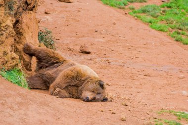 Koca kahverengi ayı bir bacağı kayanın üzerinde dinleniyor.