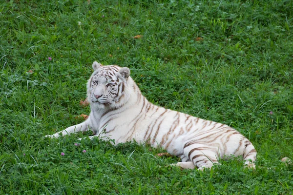 Beyaz kaplan çimlerin üzerinde dinleniyor.