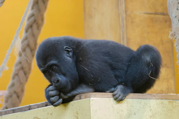 Bebê Gorila Atencioso Com Dedo Boca Ele Escalado Uma Plataforma — Fotografia de Stock