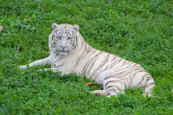 Tigru Alb Culcat Iarbă Verde Aer Liber Natură — Fotografie, imagine de stoc