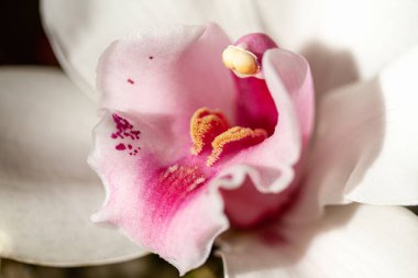 Pembe ve beyaz bir orkidenin güzel çiçeği. Seçici odak.