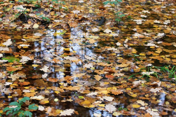 Yellow Brown Leaves Floating Puddle Autumn Forest — Stock Photo, Image