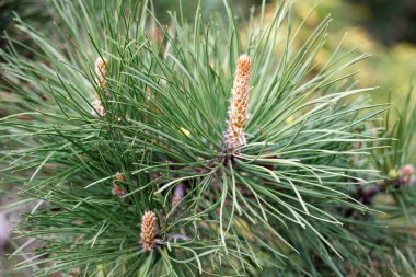 Pinus pumila 'nın genç çekimleri ile yakın plan fotoğrafı..
