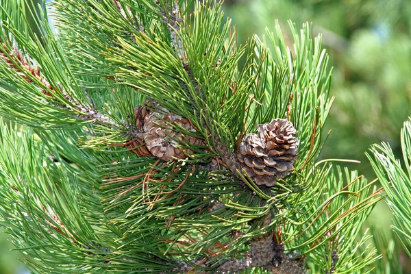 Pine Közönséges Fiatal Hajtások Bóják Közelkép Nyári Napsütéses Nap — Stock Fotó