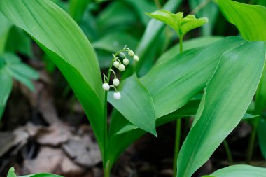Bahar ormanı parkındaki vadinin güzel kokulu çiçekleri.