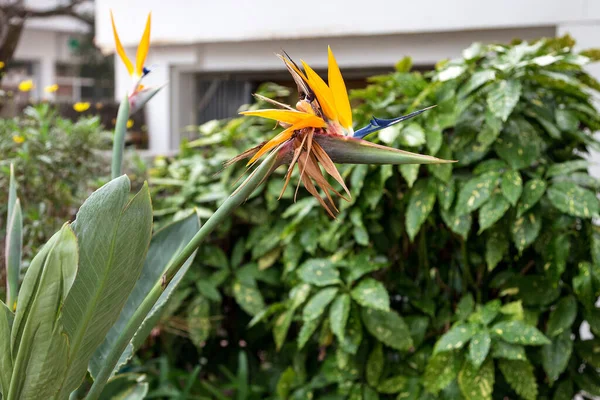 Όμορφο Λουλούδι Της Strelitzia Μοιάζει Ένα Πουλί Του Παραδείσου Επιλεκτική — Φωτογραφία Αρχείου