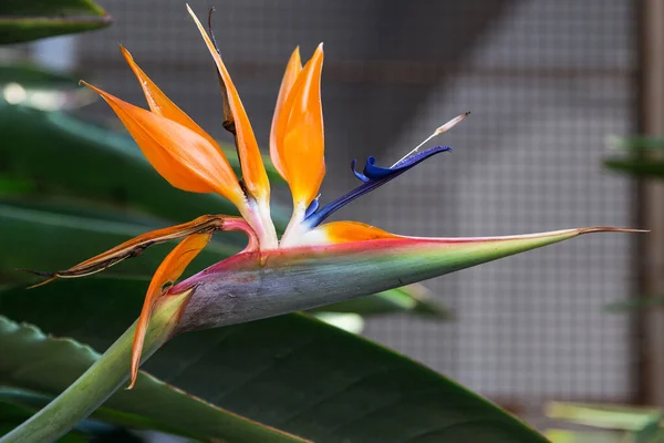 Strelitzia 'nın güzel çiçeği bir cennet kuşuna benziyor. Seçici odak.