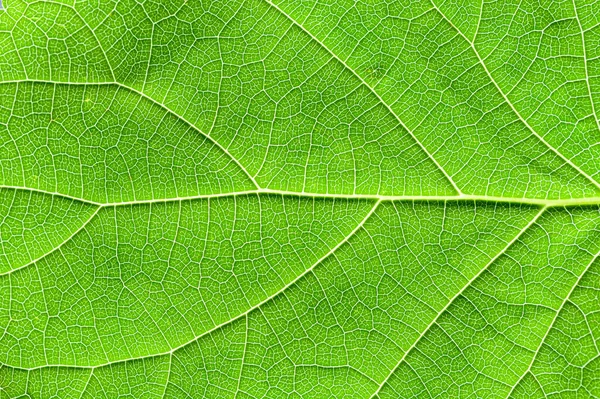Close Uma Folha Verde Texturizada Com Padrões Fantasiosos Formados Por — Fotografia de Stock