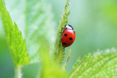 Yeşil çimlerde kırmızı uğur böceği ve yeşil arka plan. Seçici odak 
