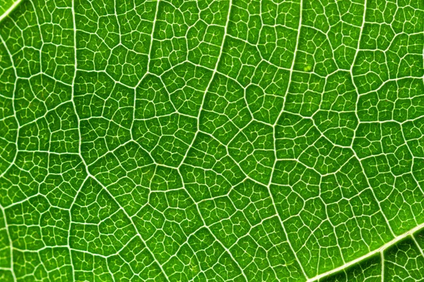 Primer Plano Una Hoja Verde Texturizada Con Patrones Fantásticos Formados — Foto de Stock