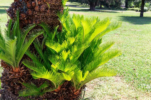 Giovani Germogli Verdi Palme Parco Estivo Una Giornata Sole Primo — Foto Stock