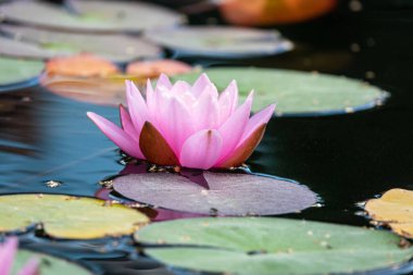 Şehir parkındaki göletin yüzeyindeki güzel pembe su zambağı.