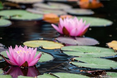 Şehir parkındaki bir gölün yüzeyinde iki güzel pembe su zambağı. Yakın çekim, seçici odaklanma.