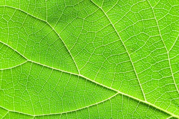 Zbliżenie Teksturowanego Zielonego Liścia Fantazyjnymi Wzorami Uformowanymi Przez Żyły Fotografia — Zdjęcie stockowe
