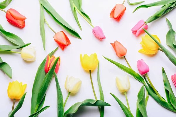 Gyönyörű tulipánok fekvő fehér háttér, felső nézet — Stock Fotó