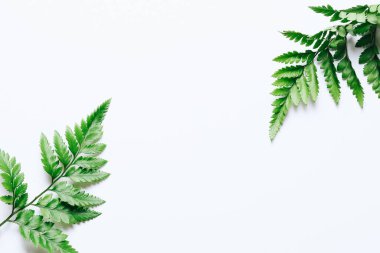 Beyaz arka planda yeşil yapraklı eğreltiotu çerçevesi. Düz yatış, üst görünüm