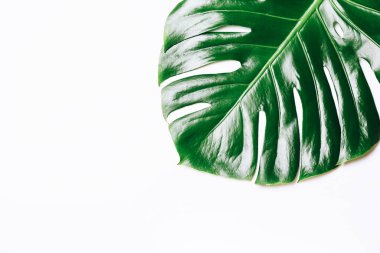 Monstera bitkisinin tek yaprağı beyaz arka planda. Boşluğu kopyala.