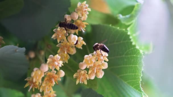 Abejas Miel Vuelan Alrededor Flores Espino Cerval Mar — Vídeo de stock