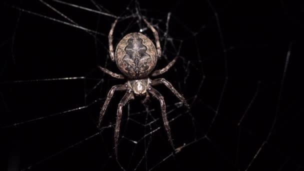 Große Spinne Die Nachts Ein Netz Bildet Kriecht Auf Die — Stockvideo