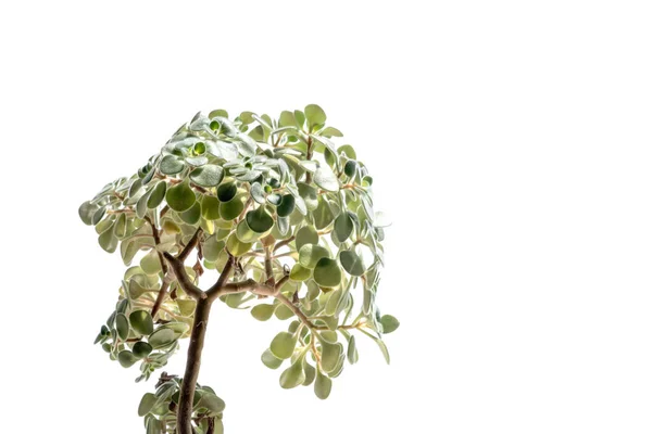 Crassula beyaz bir arka planda izole Bush bitkileri.