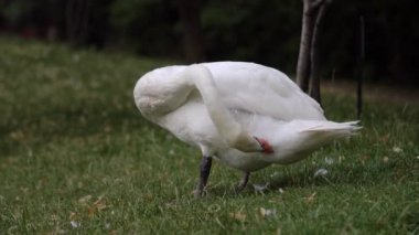 Beyaz kuğu, tüylerini iyi durumda tutmak için otların üzerinde duruyor..