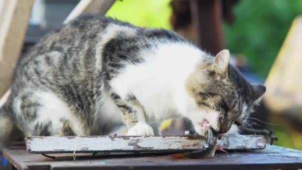 Голодная Кошка Ест Свежую Рыбу Открытом Воздухе — стоковое видео