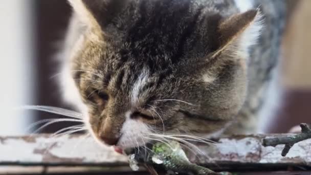 Le chat affamé mange du poisson frais en plein air close-up