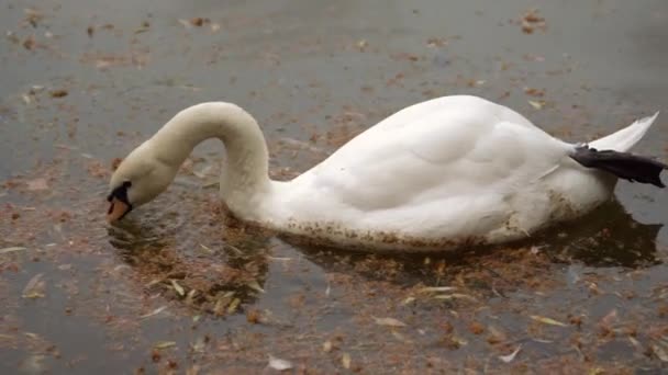 Grande Cisne Selvagem Pássaro Branco Nada Lago Cisne Abaixa Cabeça — Vídeo de Stock