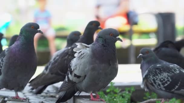 Vista Impressionante Grande Gregge Piccioni Grigi Piedi Nella Giornata Sole — Video Stock