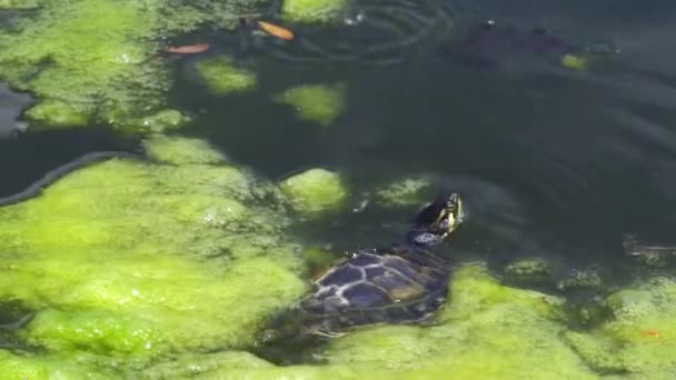 Tartaruga Mostra Testa Sott Acqua Tuffarsi Sott Acqua — Video Stock