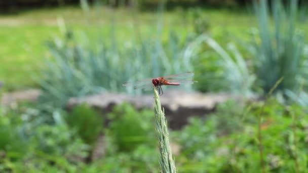 蜻蜓红色深红色的雄性昆虫在户外有自然背景 — 图库视频影像