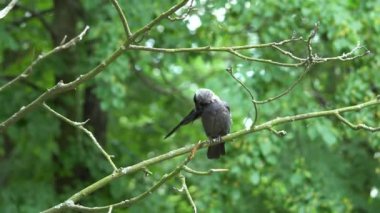Ağaçta oturan gri karga kanatlarını ve tüylerini temizliyor.