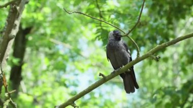 Gri karga ağaçta oturuyor ve kanatlarını ve tüylerini temizliyor.