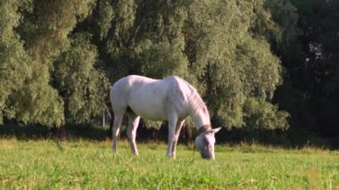 Beyaz at çayırda otluyor.