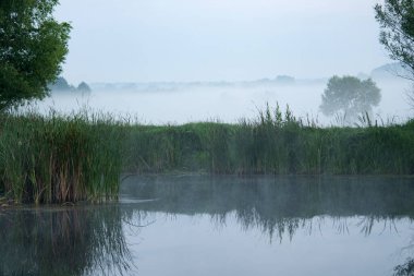 Sabah sisi, sazlıklar ve ağaçlar göle yansıyor..