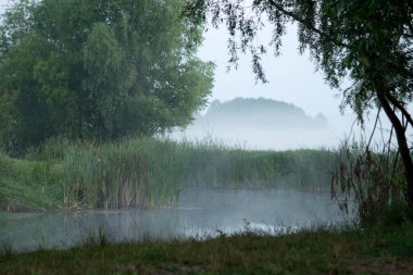 Sabahın erken saatlerinde, ağaçların arasında sisli bir manzara..