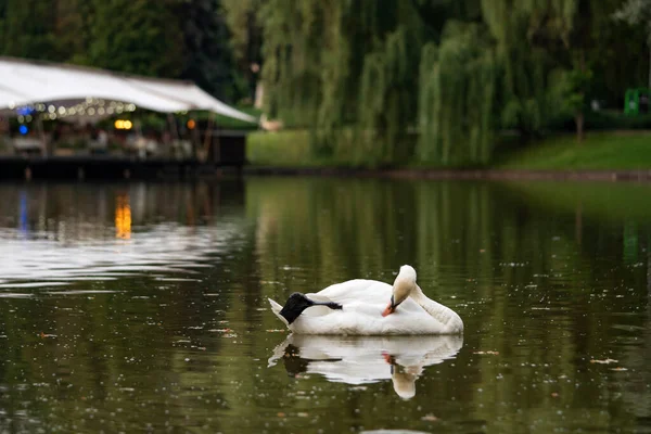 白い白鳥は町の公園の池で羽をきれいにする — ストック写真