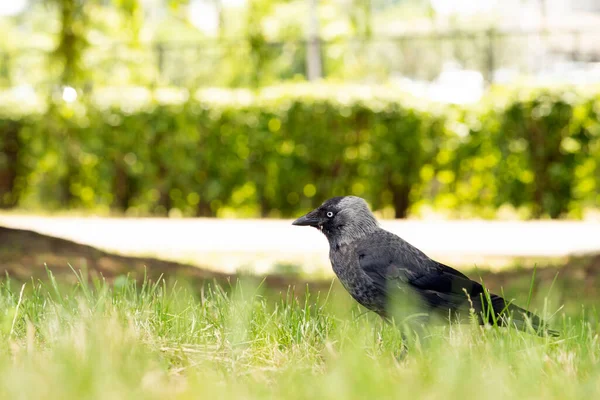 Jackdaw Ptak Jest Ziemi Zielonej Trawie — Zdjęcie stockowe