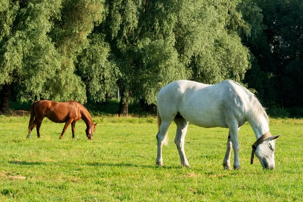 White and brown horse feeding on the grass.