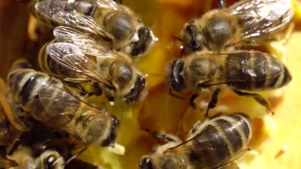 蜜蜂在阳光灿烂的蜂窝上尝蜂蜜的味道 — 图库视频影像