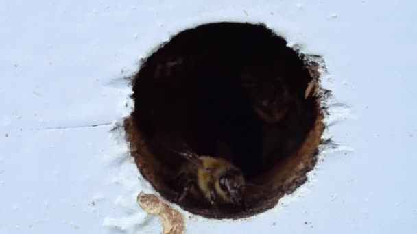 Koruma Arıları Kovan Girişinde Durur — Stok video