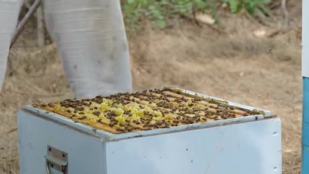 Bijenhouder rookt een bijenkorf Afrikaanse honingbijen om honing te extraheren — Stockvideo